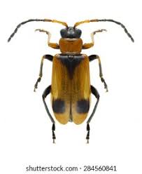 Attēlu rezultāti vaicājumam “Phyllobrotica quadrimaculata”