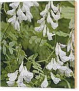 Attēlu rezultāti vaicājumam “Vicia sylvatica”