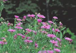 Attēlu rezultāti vaicājumam “Centaurea jacea fruit”