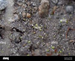 Attēlu rezultāti vaicājumam “Riccia cavernosa”