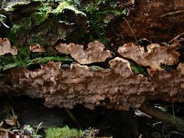 Attēlu rezultāti vaicājumam “Laurilia sulcata”