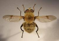 Attēlu rezultāti vaicājumam “Arctophila superbiens”