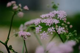Image result for Pimpinella major