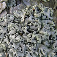 Attēlu rezultāti vaicājumam “Hypogymnia tubulosa”