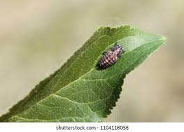 Attēlu rezultāti vaicājumam “Adalia bipunctata imago”