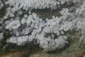 Attēlu rezultāti vaicājumam “Barbeyella minutissima”