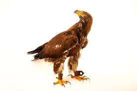 Attēlu rezultāti vaicājumam “Aquila chrysaetos”