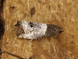 Attēlu rezultāti vaicājumam “Notocelia roborana”