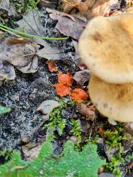 Attēlu rezultāti vaicājumam “Amaurochaete atra young”