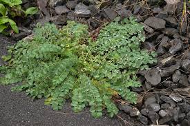 Image result for Sanguisorba minor