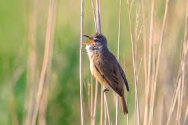 Image result for Acrocephalus arundinaceus