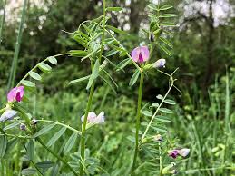 Attēlu rezultāti vaicājumam “Vicia sativa flower”
