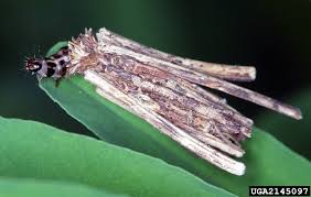 Attēlu rezultāti vaicājumam “Coleophoridae”