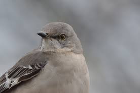 Image result for Mimus polyglottos