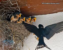 Attēlu rezultāti vaicājumam “Hirundo rustica nest”