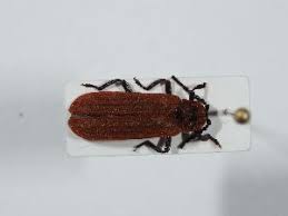 Attēlu rezultāti vaicājumam “Lopheros rubens”