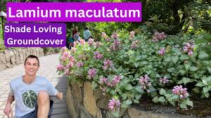 Attēlu rezultāti vaicājumam “Lamium maculatum”
