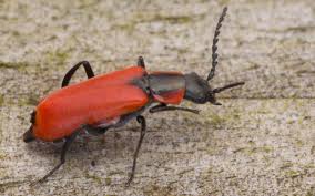 Attēlu rezultāti vaicājumam “Anthocomus rufus”