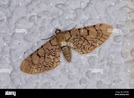 Attēlu rezultāti vaicājumam “Eupithecia venosata”