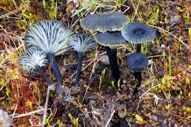 Attēlu rezultāti vaicājumam “Arrhenia retiruga”