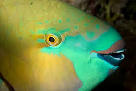 Image result for Scarus rubroviolaceus