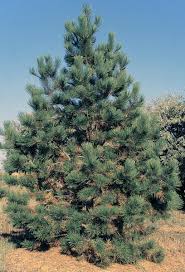 Attēlu rezultāti vaicājumam “Pinus ponderosa”