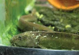 Attēlu rezultāti vaicājumam “Badhamia lilacina sessile”