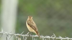 Attēlu rezultāti vaicājumam “Saxicola rubetra juvenile”