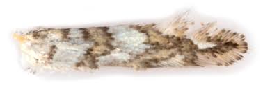 Attēlu rezultāti vaicājumam “Phyllonorycter platanoidella”