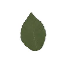 Attēlu rezultāti vaicājumam “Carpinus betulus leaf”