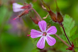 Attēlu rezultāti vaicājumam “Geranium robertianum”