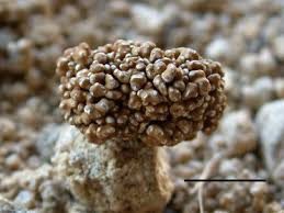 Attēlu rezultāti vaicājumam “Petractis sp.”