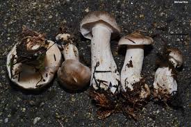 Attēlu rezultāti vaicājumam “Clitocybe nebularis”