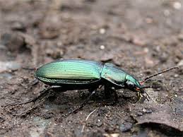 Attēlu rezultāti vaicājumam “Poecilus cupreus”