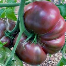 Afbeeldingsresultaat voor dark purple beefsteak tomato