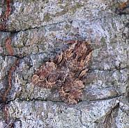 Attēlu rezultāti vaicājumam “Apamea epomidion”