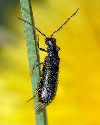 Attēlu rezultāti vaicājumam “Korynetes caeruleus”