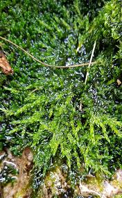 Attēlu rezultāti vaicājumam “Warnstorfia fluitans”