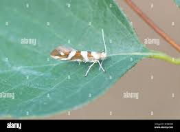 Attēlu rezultāti vaicājumam “Argyresthiidae”