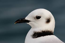 Attēlu rezultāti vaicājumam “Rissa tridactyla adult”