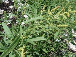 Attēlu rezultāti vaicājumam “Atriplex littoralis”