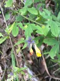 Attēlu rezultāti vaicājumam “Melampyrum nemorosum leaf”