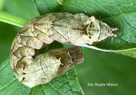 Attēlu rezultāti vaicājumam “Thyatira batis imago”