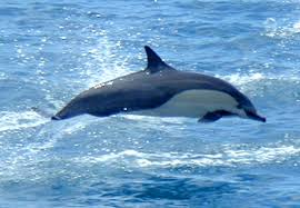 Image result for Delphinus delphis