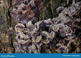 Attēlu rezultāti vaicājumam “Auricularia mesenterica”