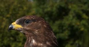 Attēlu rezultāti vaicājumam “Pernis apivorus adult”