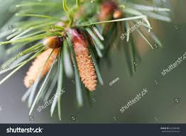 Attēlu rezultāti vaicājumam “Pseudotsuga menziesii flower”