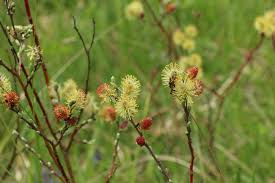 Attēlu rezultāti vaicājumam “Salix repens subsp. rosmarinifolia”