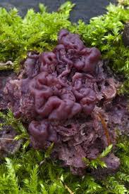 Attēlu rezultāti vaicājumam “Ascocoryne cylichnium”