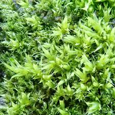 Attēlu rezultāti vaicājumam “Acaulon muticum sporophyte”